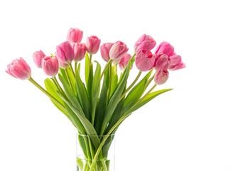 Cut Pink Tulips on a White Background with Copy Space