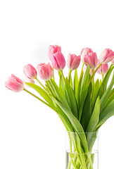 Beautiful Pink Tulips on a White Background with Copy Space