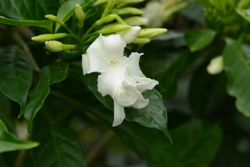 Obraz na płótnie Canvas Crape jasmine flowers / Tabernaemontana divaricata