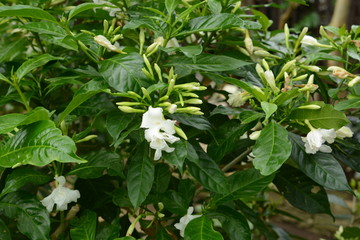 Crape jasmine flowers / Tabernaemontana divaricata