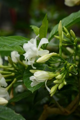 Crape jasmine flowers / Tabernaemontana divaricata