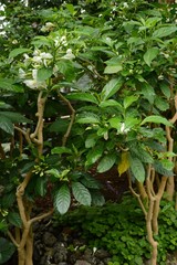 Obraz premium Crape jasmine flowers / Tabernaemontana divaricata