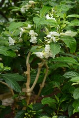 Crape jasmine flowers / Tabernaemontana divaricata