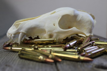 Coyote skull on .223 ammunition