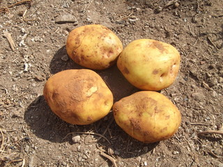 Papas sobre la tierra.