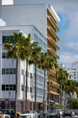 Miami architecture and palm trees