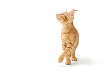 Foto auf Leinwand Nettes orangefarbenes Kätzchen, das nach oben schaut © adogslifephoto