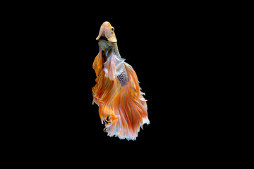 Colorful with main color of white and yellow betta fish, Siamese fighting fish was isolated on black background. Fish also action of turn head in up direction during swim