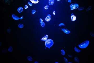 Moon jellyfish translucent colordark background
