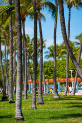 Stock photo beautiful palm trees Miami Beach Lummus Park
