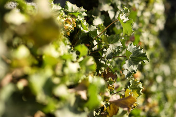 Closeup view of green creeping plant outdoors