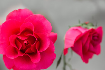 Two beautiful perfect, round hot pink roses are a delight to see.