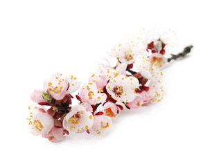 Beautiful blossoming apricot tree branch on white background