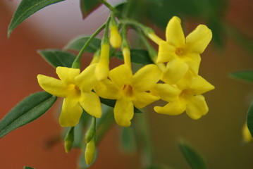 Carolina Jasmine