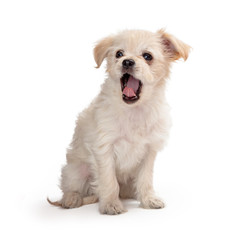 Cute White Puppy Yawning