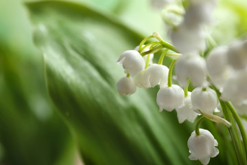 Fototapeta premium Beautiful fragrant lily of the valley, closeup. Space for text