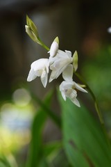 Fototapeta premium White hyacinth orchid / Bletilla striata