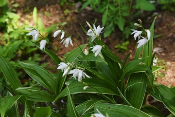 White hyacinth orchid / Bletilla striata