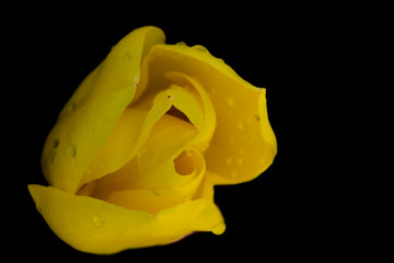 Fotograf&iacute;a macro/aproximaci&oacute;n flor o planta 