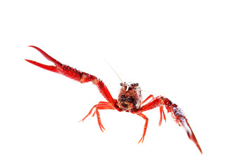 Crayfish