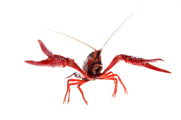 Crayfish