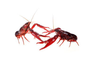 Crayfish