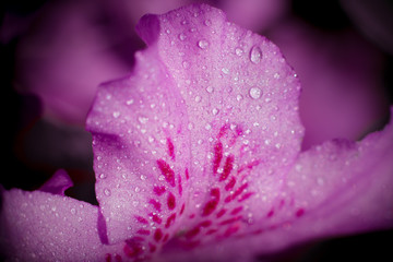 Fotograf&iacute;a macro/aproximaci&oacute;n flor o planta 