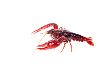 Crayfish