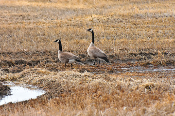 Two Canadian Geese