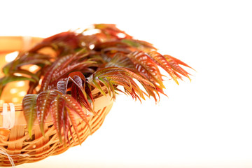 Toona sinensis