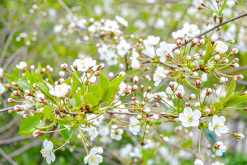 Wild apple tree branch with white flowers