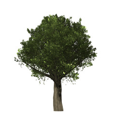 Oak tree graphic picture. Three-dimensional light and shadow design. For decorating the garden and forest.