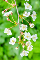 Wild apple tree branch with white flowers