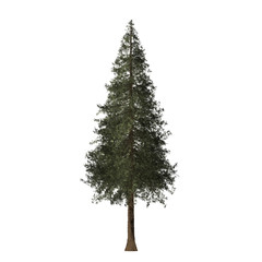 Redwood tree graphic picture. Chrismas tree Three-dimensional light and shadow design. For decorating the garden and forest.