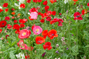 Obraz premium ポピー畑