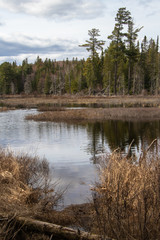 Beauty after the spring rain