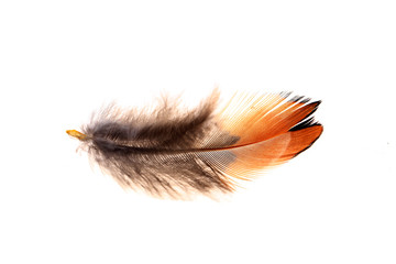 The feathers, white background