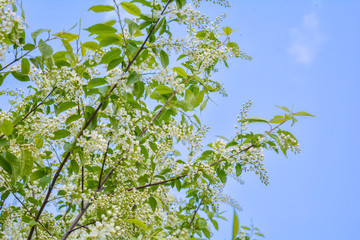 Close-up of Bird cherry tree Branches with White Flowers in Blossom on Blue Sky