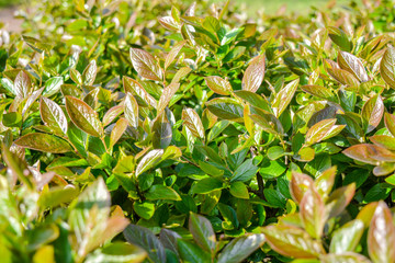 Nature in springtime with young leaves on bush branches