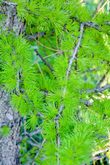 Bright green fluffy branches of larch tree Larix decidua Pendula. Closeup nature