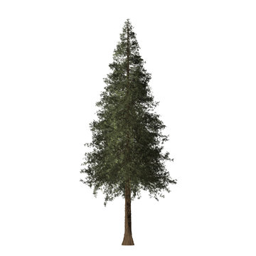 Redwood tree graphic picture. Chrismas tree Three-dimensional light and shadow design. For decorating the garden and forest.