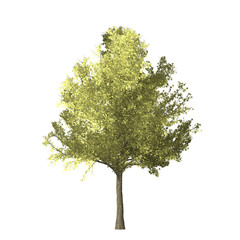 Fototapeta premium Ginko tree graphic picture. Three-dimensional light and shadow design. For decorating the garden and forest.