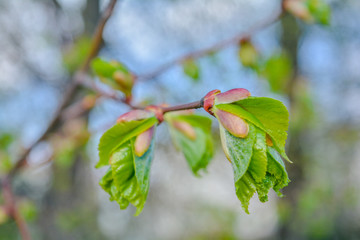 Tree branch with young blossoming leaves on blurred background in the spring
