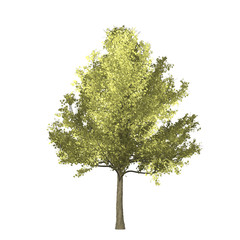 Fototapeta premium Ginko tree graphic picture. Three-dimensional light and shadow design. For decorating the garden and forest.