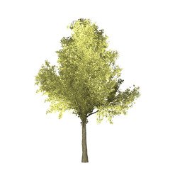 Fototapeta premium Ginko tree graphic picture. Three-dimensional light and shadow design. For decorating the garden and forest.