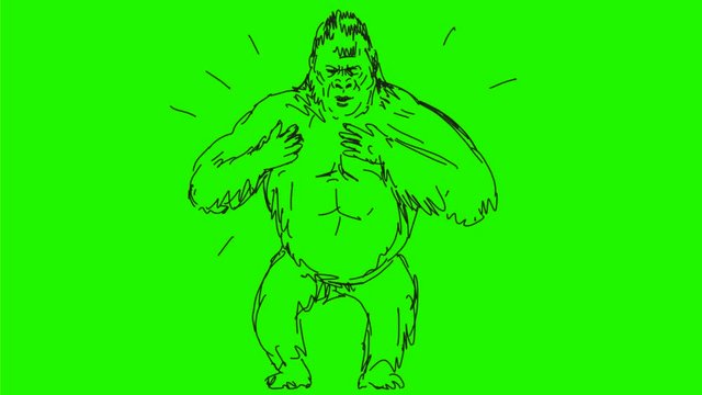 2d Animation motion graphics drawing of a silverback gorilla beating or thumping its chest on white and green screen with alpha matte in HD high definition.