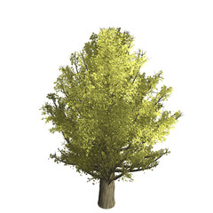 Fototapeta premium Ginko tree graphic picture. Three-dimensional light and shadow design. For decorating the garden and forest.
