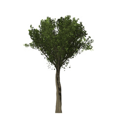 Oak tree graphic picture. Three-dimensional light and shadow design. For decorating the garden and forest.