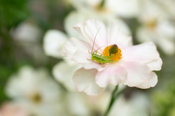 白い花の上に乗っている小さなバッタ