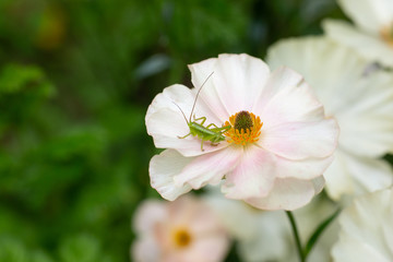 白い花の上に乗っている小さなバッタ